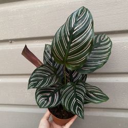 4” calathea ornata 