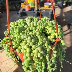 String Of Perlds 