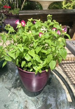 Torenia Plant in Plastic Pot