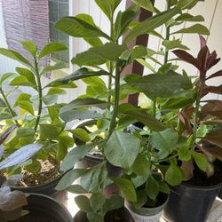 “Planta De La Vida”- “Lechero Africano”- African Milk Bush