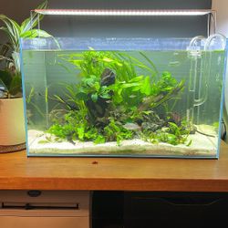 UNS 60U Aquarium and Light 
