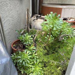 Lots Of Plants Small 30 Med 40 Large 60