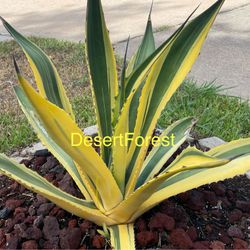 Butter Fingers Agave / Very Large Mature Plants