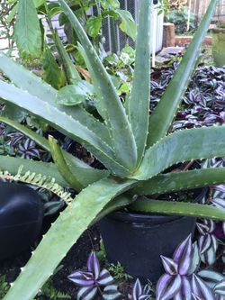 This Beautiful Aloe Vera Miracle Lant With Baby’s ! Good For Skin, Hair , And...