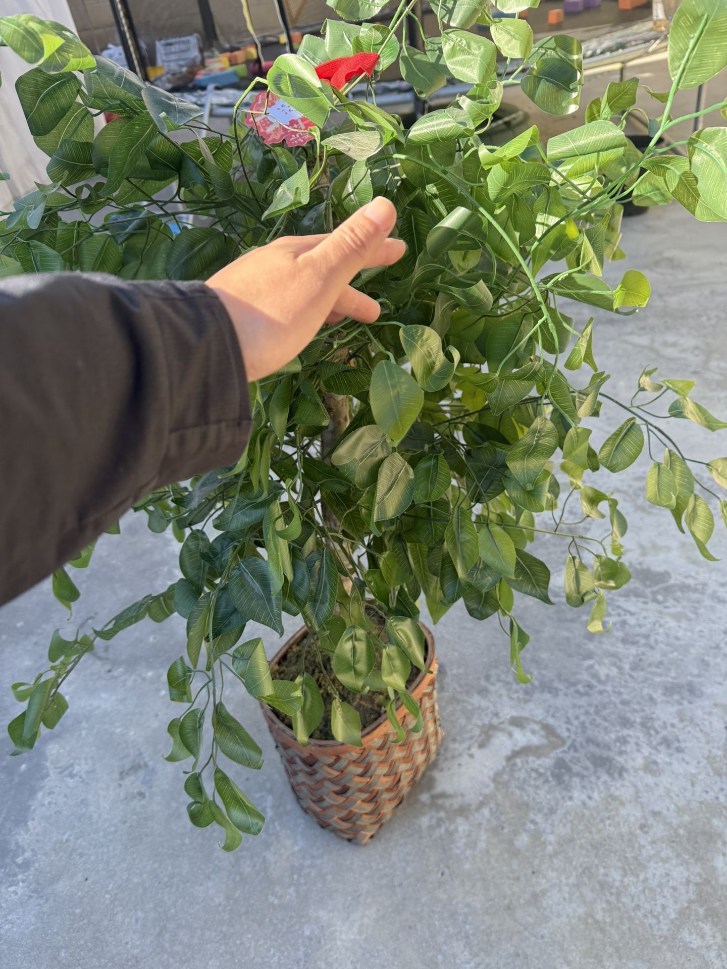 Artificial Plant / Fake Plant