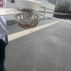 Ceiling fan with light