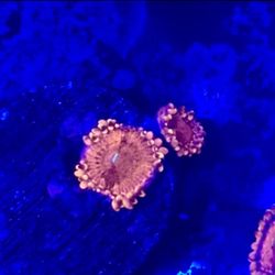 Playboy Zoa Display Decor