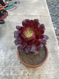 Aeonium Mardi Gras Plant