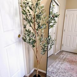 5Ft olive tree