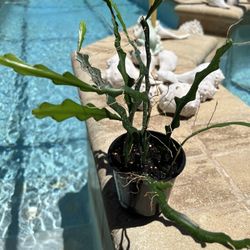 🌱 HANGING BUSHY RIC RAC PLANTS 🌱 