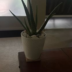Aloe