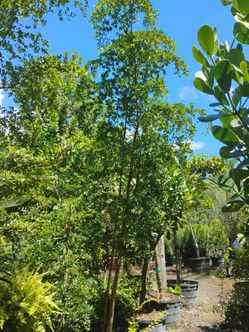 Shady lady trees 25gl 10-12ft 🌳