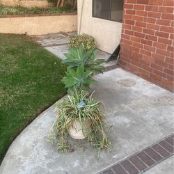 Plants