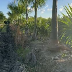 Royal Palms Staring At $250 