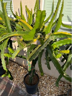Dragon fruit plant/white meat