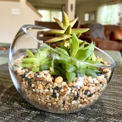 Succulent Collection. Sammamish, Beaver Lake 