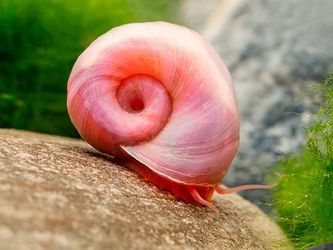 Ramshorn Snail Decor