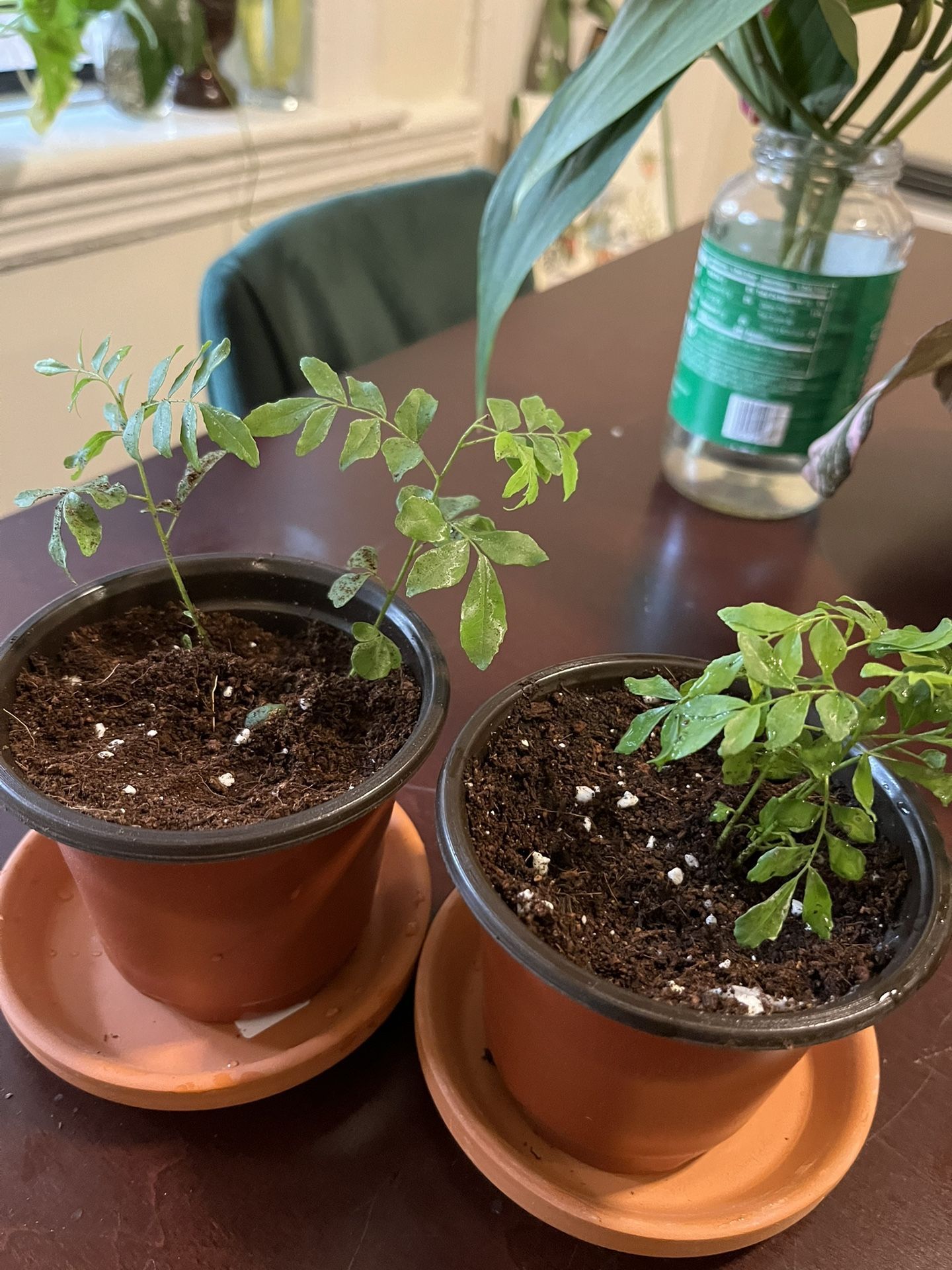 Curry Leaf Plants( 2) In 3 Inch Pots  Plus 10 Stems Of Curry Leaves Free