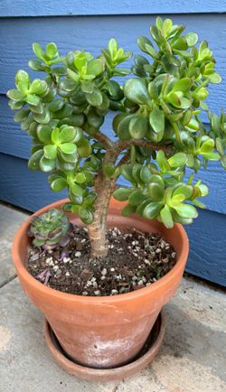 22 inch high jade plant Drought tolerant pot decorative low maintenance