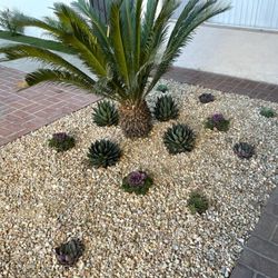 a promising garden 👍look 👆