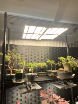 Grow Light - $150 (Spider Farmer SF4000)