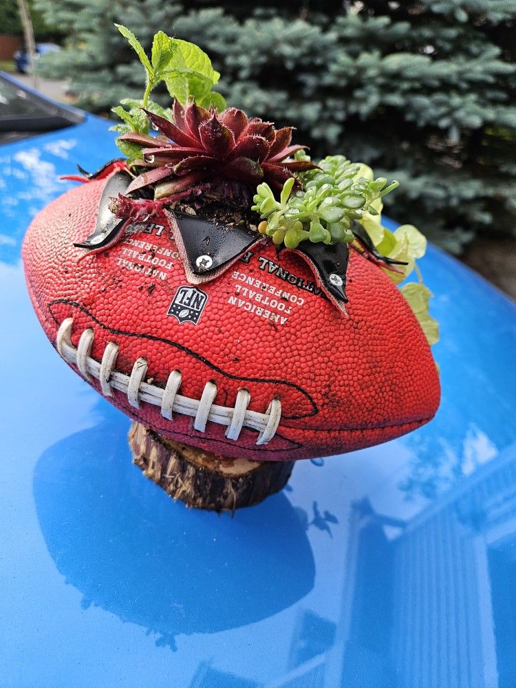 Plant Succulent In Cute Container, Good Inside Or Outside