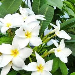 Plumeria