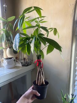 Money plant