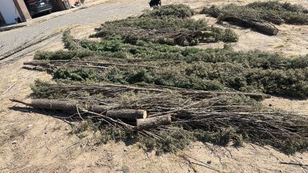 FREE Madera de Pino