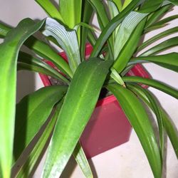Spider Plant  8 inch Tall 
