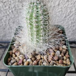 Thrixanthocerus Cullmanianus