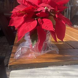 Poinsettias Natural 
