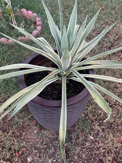 Good Amount Of Plants Available for Purchase