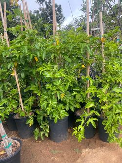 5 Gallon Size- Olive Trees- Mango Trees- Persimmon Trees- Lemon Guava Trees- Strawberry Guava Trees- Sapote Trees- Cherimoya Trees- Jujube Trees- Pass