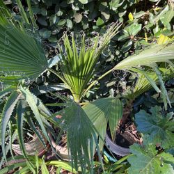 Palm Tree In Pot Decorative Green Plant 