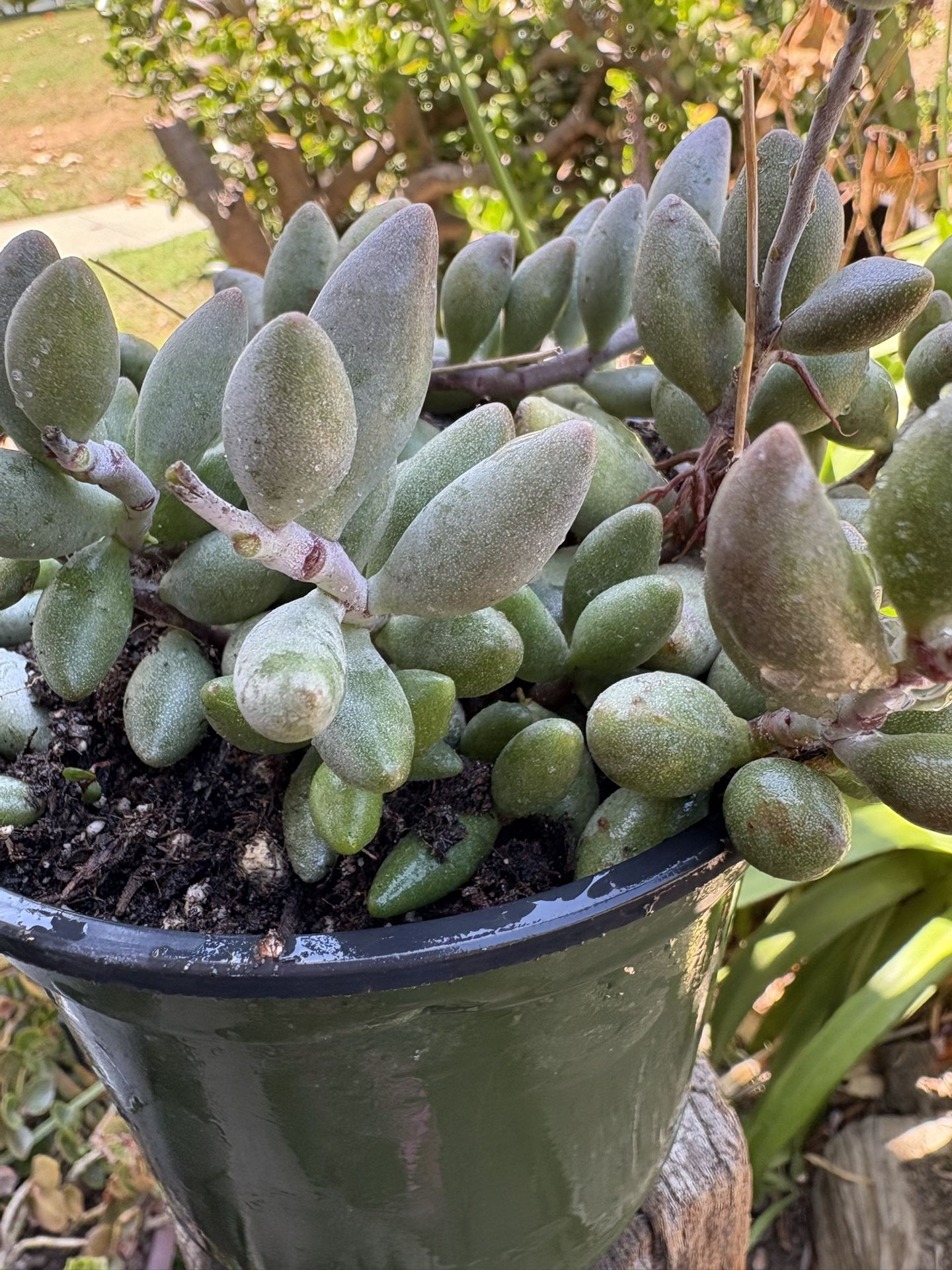 Succulents 🥰