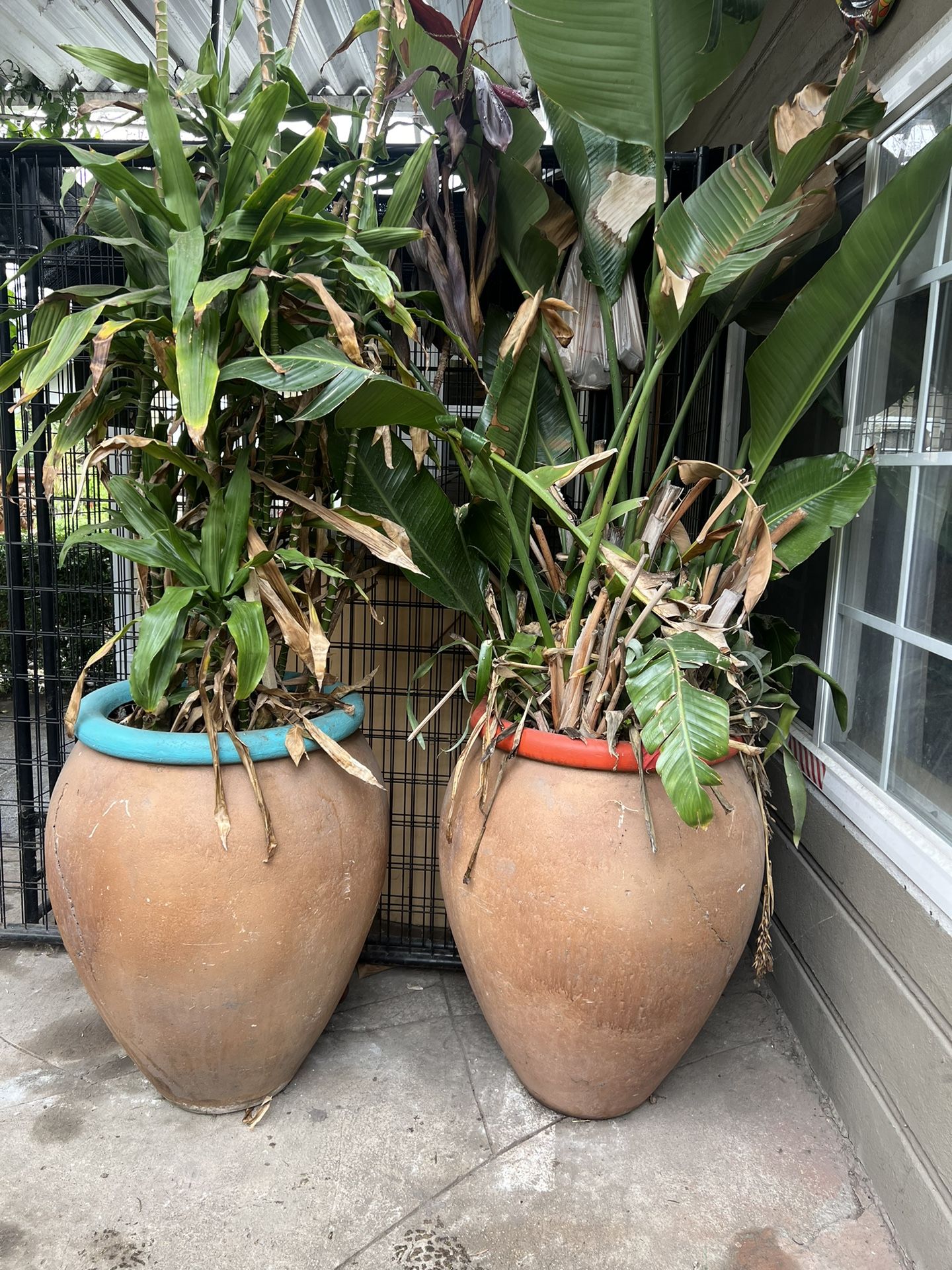 Big Pot With Plants