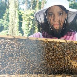 Honey Bee Hives