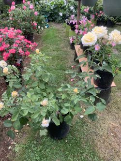 Outdoor rose