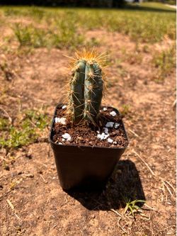 Cactus - Blue Torch - Pilosocereus azureus