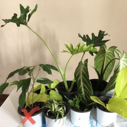 Plants Bundle- Yes It’s Available 