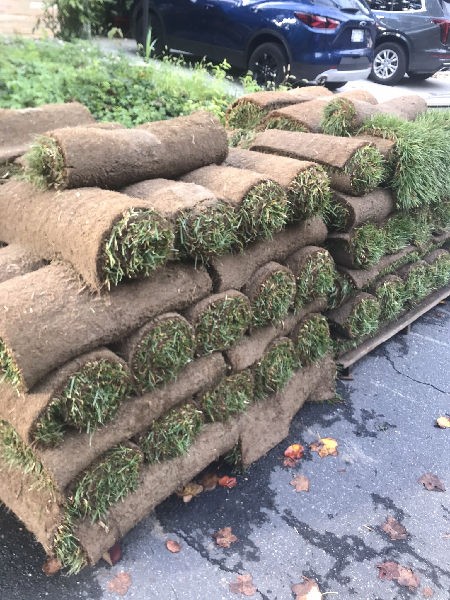 Fresh Sod Cut Every Morning