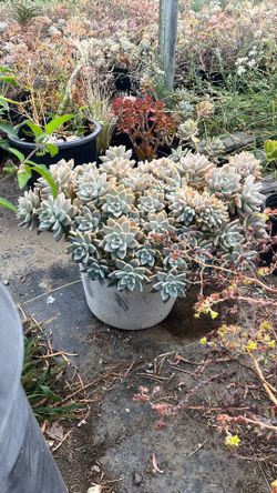 Succulents
