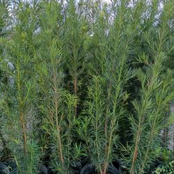 Huge Podocarpus Over 4 Feet Tall Instant Privacy Hedge For Fence