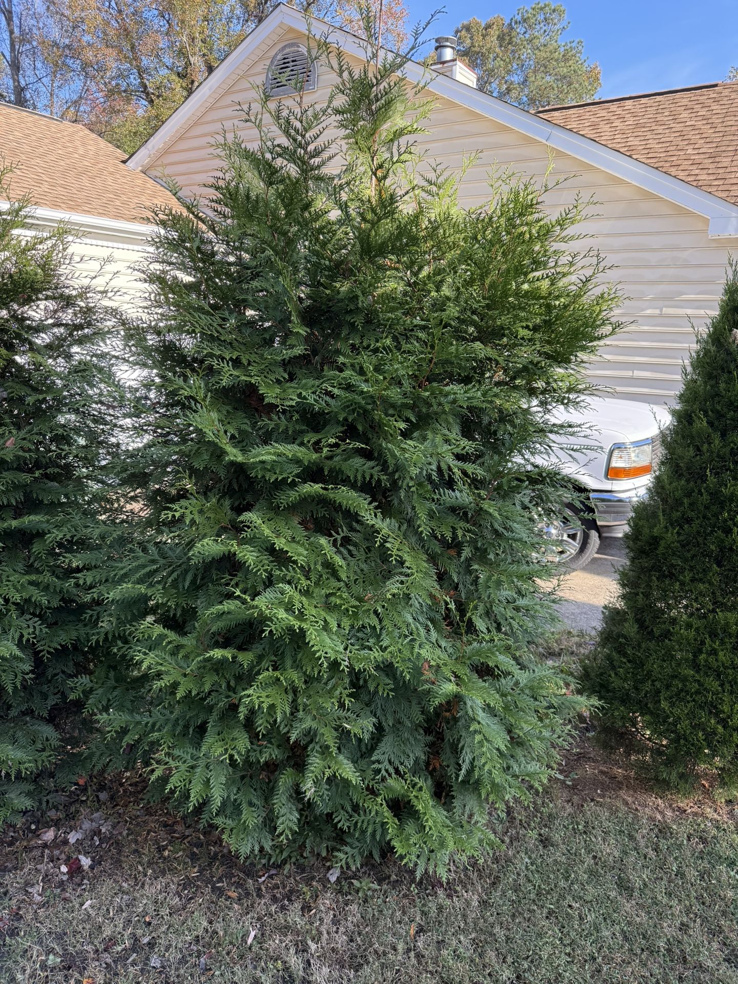 Green Giant Western 12 Feet Tall