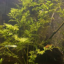 ceratopteris aquatic plant