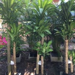 Mass Cane (triple) 3 gls Pot. SPECIAL PRICE !🤩