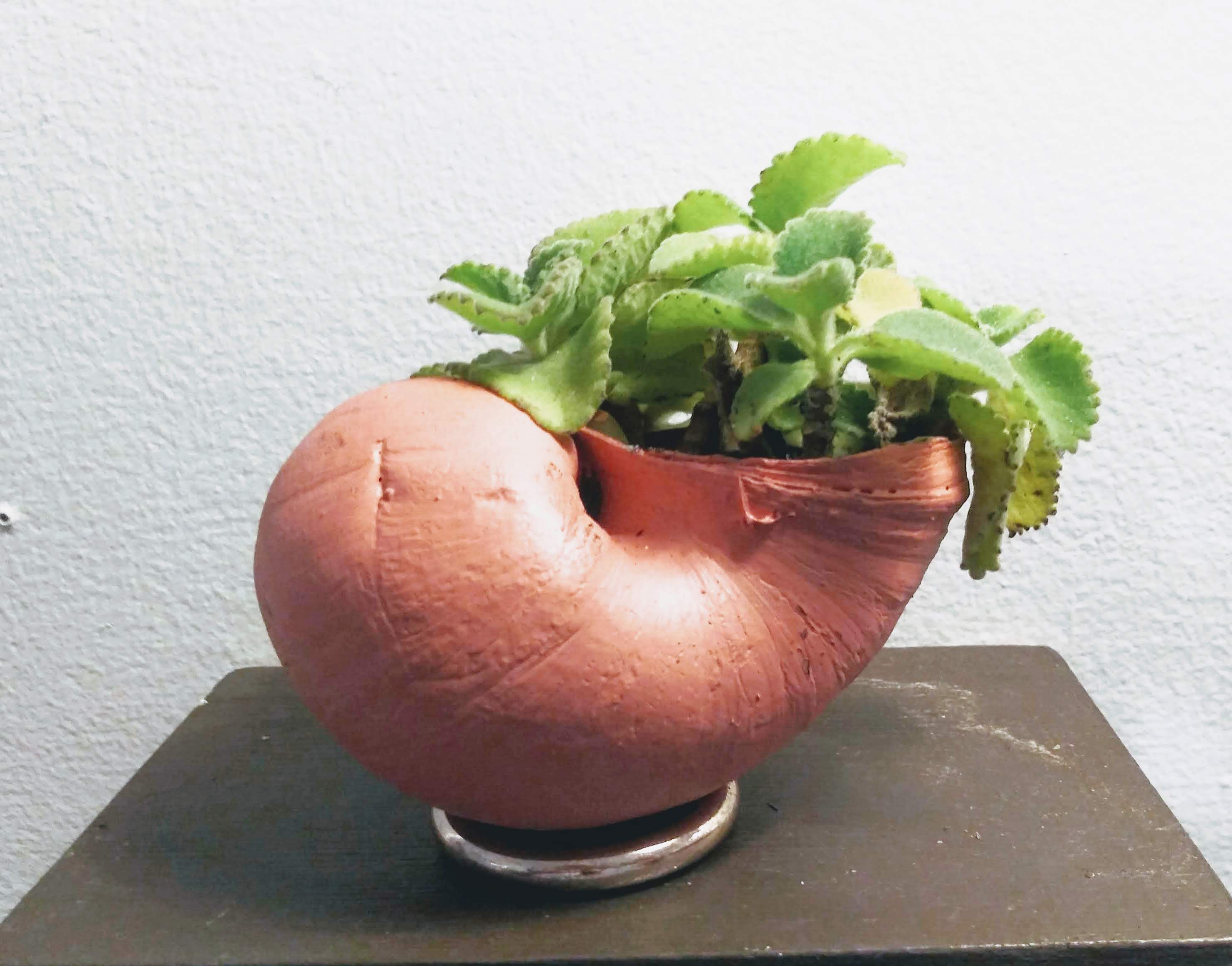 Pastel Pink Herb Succulent Shell Planter