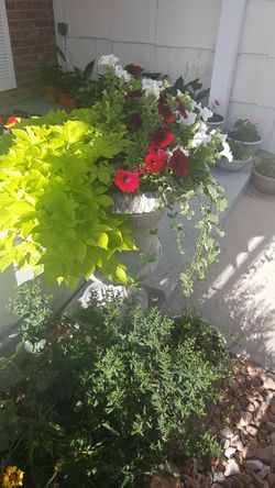 Perennial so beautiful flowers in the pots