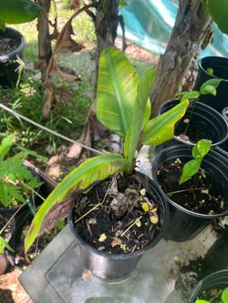 Banana Plant